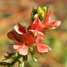 Image result for Indigofera heterotricha