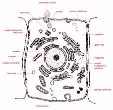 We did not find results for: Draw And Label The Animal Cell Class 11 Biology Cbse
