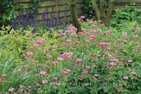 Image result for Astrantia major `Roma`