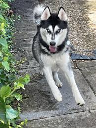 Anyone know who owns this boy? I have him… he is safe Owner found 😀