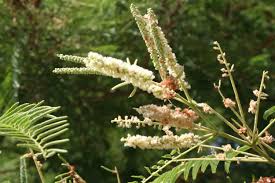 Image result for Acacia polyacantha