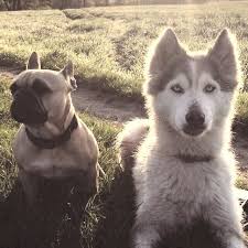 Dewormed, and shots are up to date. French Bulldog Husky Mix Puppies Pets Lovers