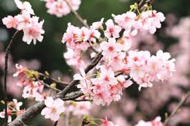 They hide unattractive views, revamp our yards, and some even have the added advantage of providing us if you are looking to plant flowering trees in texas, your best option would be those that do well in the area's climatic and soil conditions and can. Cherry Is Not So Very Garden Style San Antonio