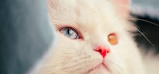 Can your cat see a range of colors? Heterochromia Cats With Different Colored Eyes Litter Robot Blog