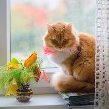 By Sidenka Kedi