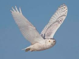 Snowy Owl Identification All About Birds Cornell Lab Of