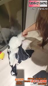 BJ야동 45 페이지 - AV19