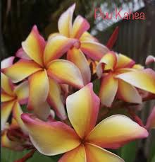 Pin By Liselle On Pickering Brook Frangipanis In 2020 Frangipani Plants Pickering