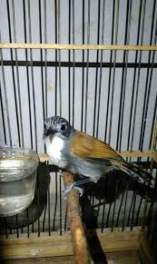 We did not find results for: Tepus Dada Putih Atau Sniper Kopi Kopi Mini Stachyris Grammiceps Tips Dan Bisnis Seputar Burung