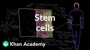 When pluripotent stem cells are further differentiated, multipotent stem cells are made. Cell Potency Totipotent Vs Pluripotent Vs Multipotent Stem Cells Technology Networks