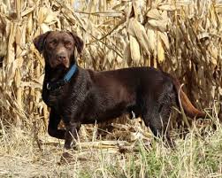Maybe you would like to learn more about one of these? Chocolate Lab Chevy