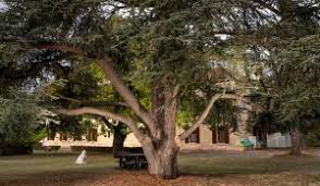 Comme chaque année, une compétition oppose les plus beaux arbres de france. Et Si Le Cedre De Montesson Etait Le Plus Bel Arbre De France Ch Theophile Roussel