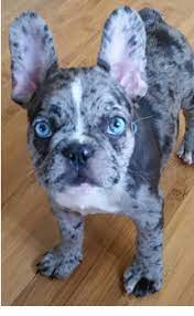 Find the perfect french bulldog puppy for sale in iowa, ia at puppyfind.com. Blue Wave French Bulldogs French Bulldog Puppies