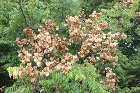Image result for Aporrhiza paniculata