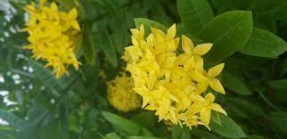 صورة عالية الدقة خالية من زهرة أصفر أخضر نبات مزهر نبات غشاء زهرة برية plants