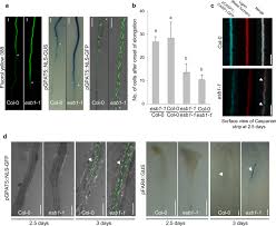 That, and solutes are moved around by the xylem and the phloem, using the root, stem and plant. Surveillance Of Cell Wall Diffusion Barrier Integrity Modulates Water And Solute Transport In Plants Scientific Reports