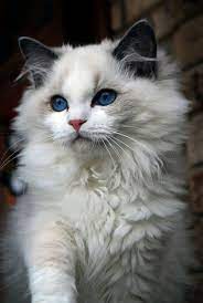Cat Haven Kittens Cat And Kittens Shelter Pretty Cats Cute Cats Cute Cats And Kittens