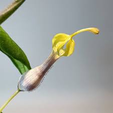 Image result for Ceropegia incana