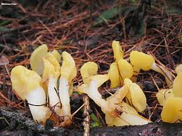 Image result for Microcharis spathulata