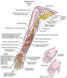 Image result for icd 10 code for median neuropathy