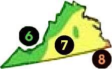 Click on a title to read the full post. Buy Virginia Trees Va Shade Tree Sale Best Virginia Fruit Tree