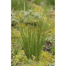 Image result for Juncus exsertus