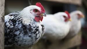 H5n8 is typically not associated with humans. Bird Flu Russia Detects First Case Of H5n8 Bird Flu In Humans Bbc News