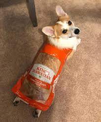 An awesome cheap dog costume idea. 290 Corgis At Halloween Ideas Corgi Cute Animals Corgi Pictures