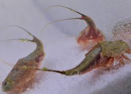 Image result for Tridactyle tricuspis