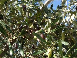 Koroneiki Olives Theolivetable Com Extra Virgin Olive Oil Olive Virgin Olive Oil