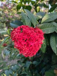 Image result for Ixora laurentii