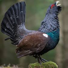 Birds You Can Have As Pets Uk Goran Johansson On Instagram Western Capercaillie On A Stump Trying To Get A Female Tjader Western Capercaillie Mrfyllinge Pet Birds World Birds Animals