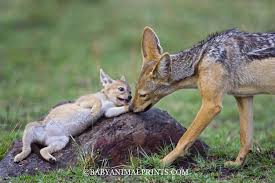 Baby Animal Alphabet Meet This 4 Week Old Baby Black Blacked Jackal Pup Being Greeted By His Father These Jackals Live In The Masai Mara Triangle In Animais