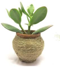 Its flower represents maternal love since it can thrive in extremist conditions and can also be used to symbolize a however, as per feng shui, this plant is believed to be attracting negative influences at the workplace. What Is The Best Feng Shui Placement For A Cactus Quora