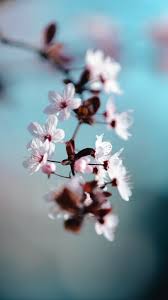 The Latest Iphone11 Iphone11 Pro Iphone 11 Pro Max Mobile Phone Hd Wallpapers Free Down In 2020 Flower Iphone Wallpaper Floral Wallpaper Iphone Free Flower Wallpaper