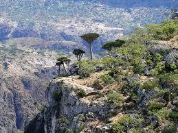 Картинки по запросу остров сокотра