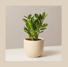 We did not find results for: 9 Best Low Light Indoor Plants Low Light Indoor Plants For Budding Plant Moms