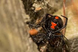 But the bite can cause you pain. Is It Venomous Spence S Guide To Household Spiders