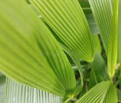 Image result for Hypoxidaceae