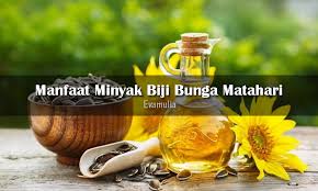 Tak hanya untuk merawat kulit, mereka juga menggunakan biji bunga matahari untuk menjaga kesehatan rambut dan mengatasi luka gigitan ular. 4 Manfaat Minyak Biji Bunga Matahari Untuk Kulit Eva Mulia Clinic