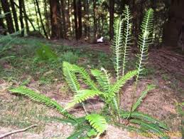 Image result for Blechnum attenuatum