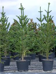Image result for Arauk rie Araucaria