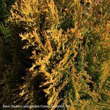 A tight, upright pyramidal form becoming conical with maturity. 5 Thuja Occ Janed Gold Highlights Arborvitae Pyramidal Bates Nursery Garden Center