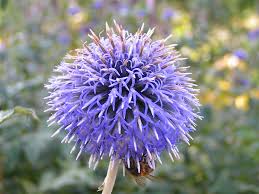 Image result for Echinops