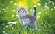 Fluffy Kitten Wallpaper