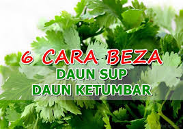 Maybe you would like to learn more about one of these? 6 Cara Bezakan Daun Sup Dan Daun Ketumbar Paling Mudah