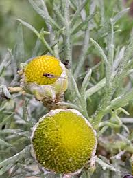 Image result for Dicoma arenaria