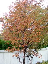We did not find results for: Plantfiles Pictures Prunus Flowering Cherry Okame Prunus By Plantaholic186