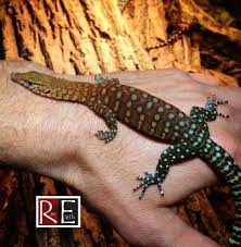 We did not find results for: Rare Earth Inc Pilbara Rock Monitors V Pilbarensis Facebook