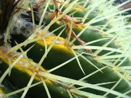 Colorful yellow summer trendy creative concept. Questions Archives Page 10 Of 20 Cactus Jungle